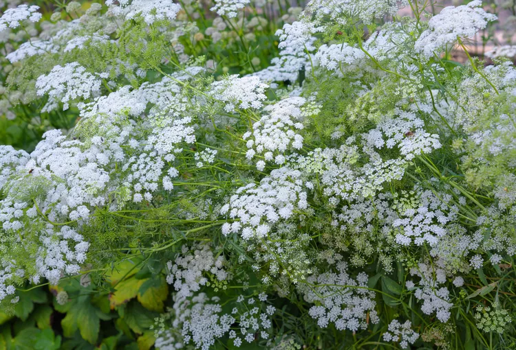 Queen Anne's Lace plant