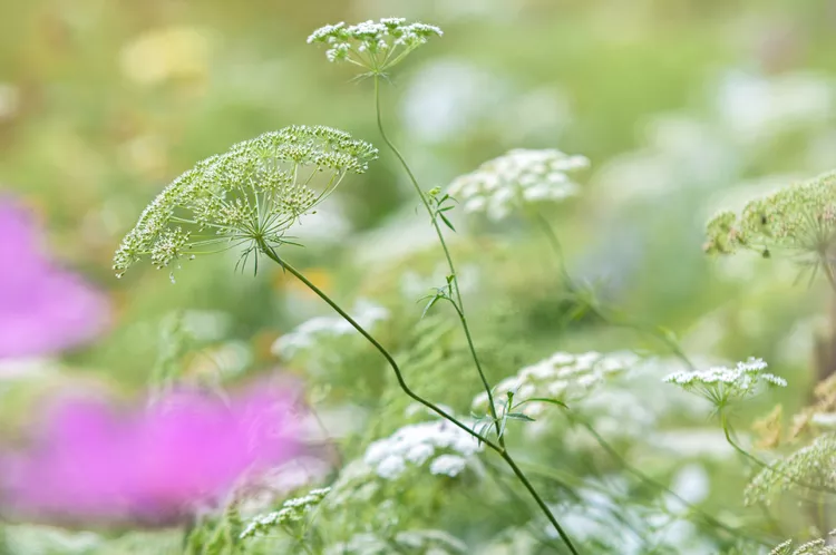 queen annes lace guide 7111019 03 ca3c5209db00494a889efedfa0d8d87c